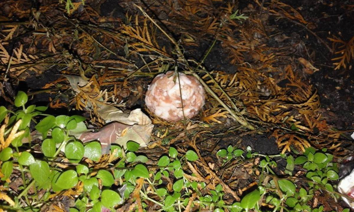 •  Fotó: Száva Emese