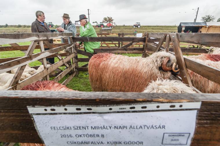 Az információ hatalma: kevés volt az állat, mégis sokan voltak a vásáron