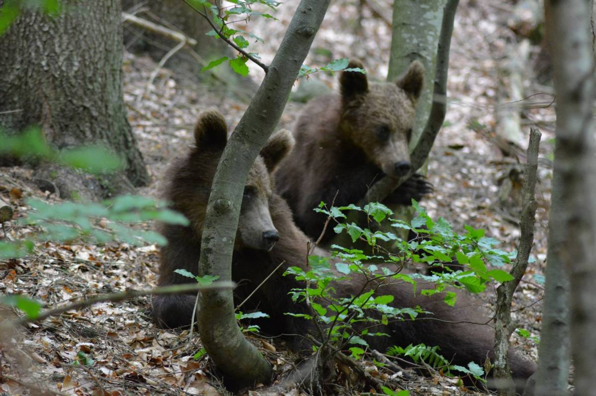&bullet;  Fotó: Hargita Megyei Csendőrfelügyelőség
