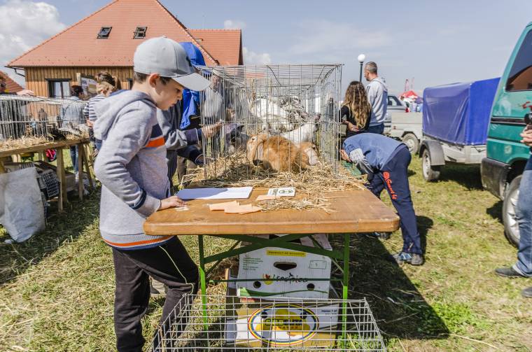 Csíkszék legnagyobb pityókáját keresik a gazdanapokon