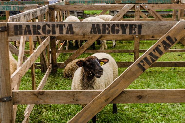 Berbécsvásár: volt, aki vásár nélkül térhetett haza