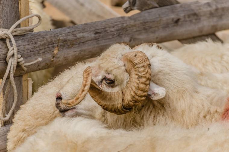 De minimis támogatás: kifizették a berbécsvásárlókat