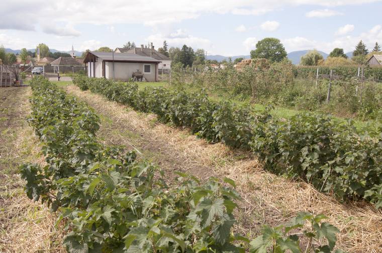 Ősztől gyümölcsfeldolgozó kisüzem indul a Hargita megyei Csíkszentmártonban