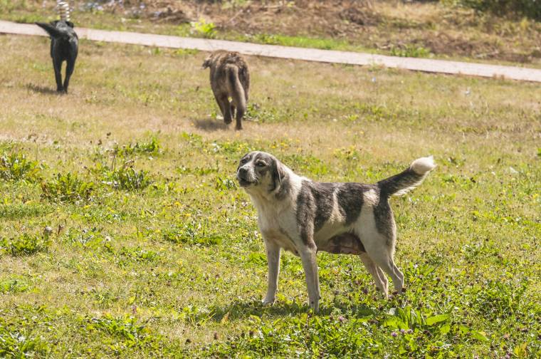 Befogják és elszállítják a veszélyes kóbor kutyákat Büdösfürdőn