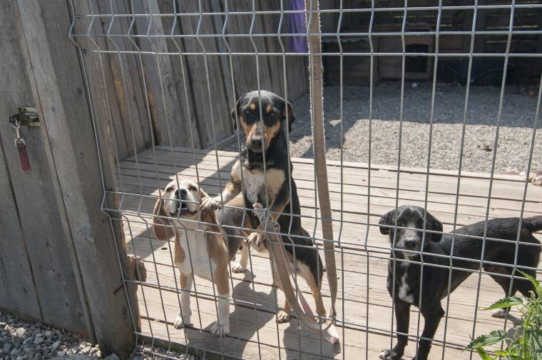 Befogadják az udvarhelyi ebeket Csíkszeredában