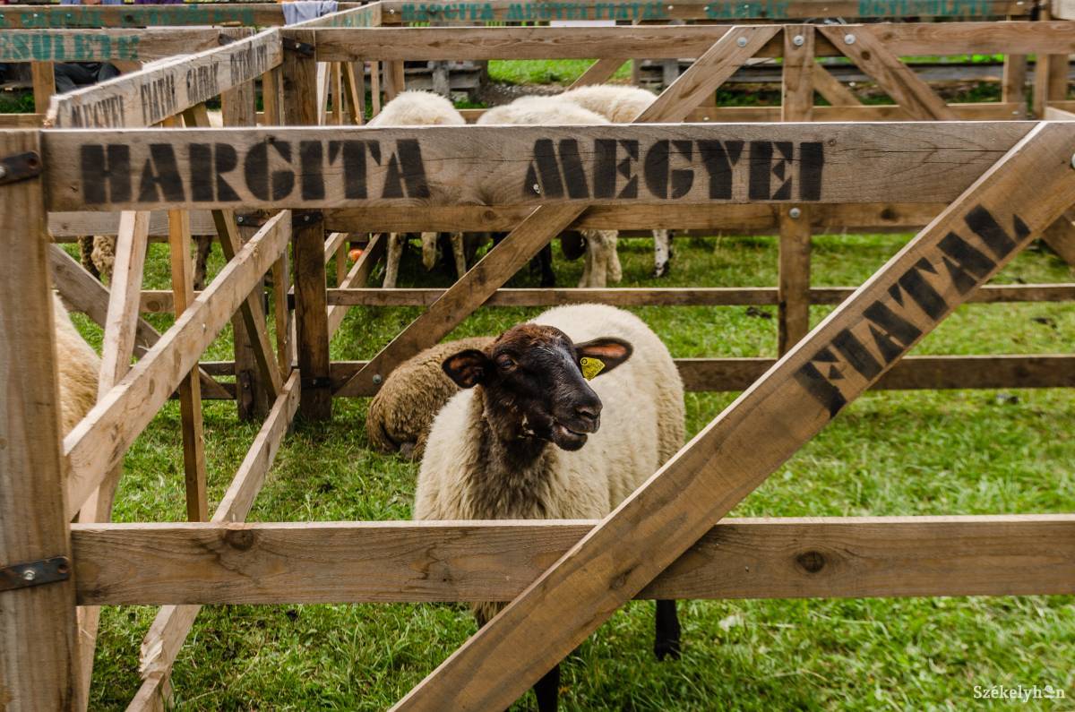 &bullet;  Fotó: Gecse Noémi