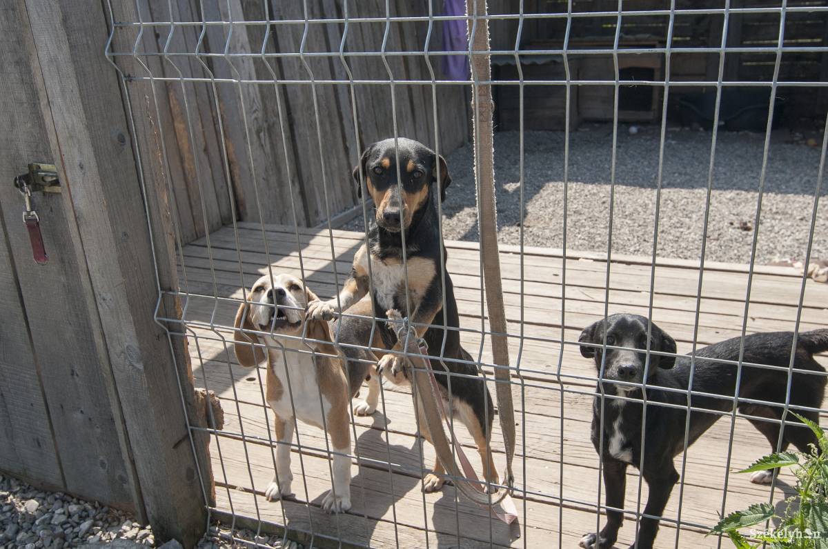 &bullet;  Fotó: Veres Nándor