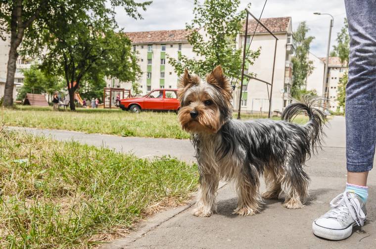 Nemcsak a patkányokra, hanem a házi kedvencekre is veszélyesek a kihelyezett vegyi anyagok