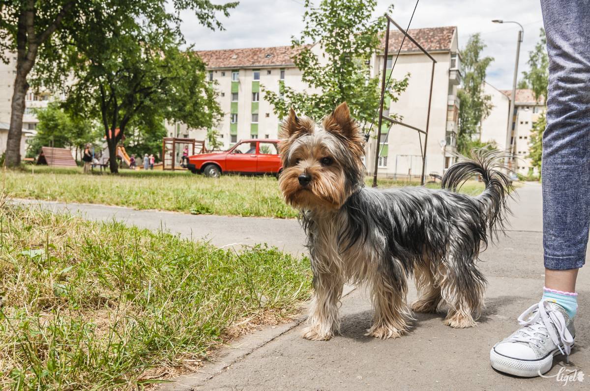 A kullancsoktól már a városban sem lehet nyugtunk •  Fotó: Veres Nándor