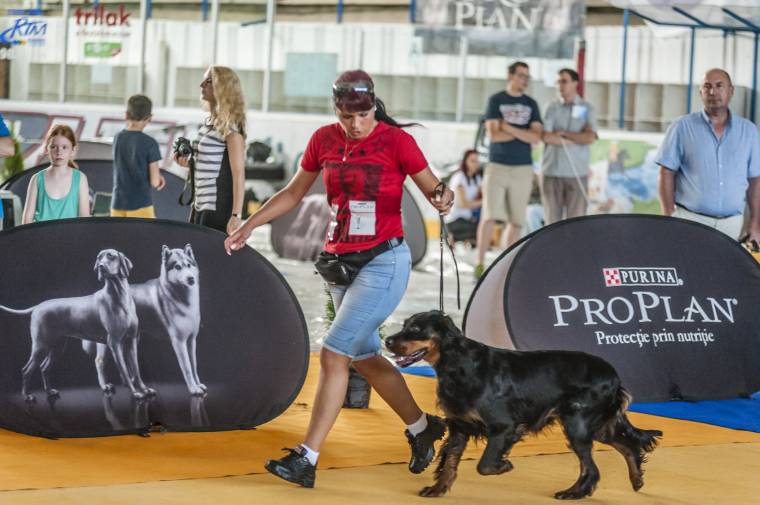 Hetvenkét kutyafajta vonult fel Csíkszeredában
