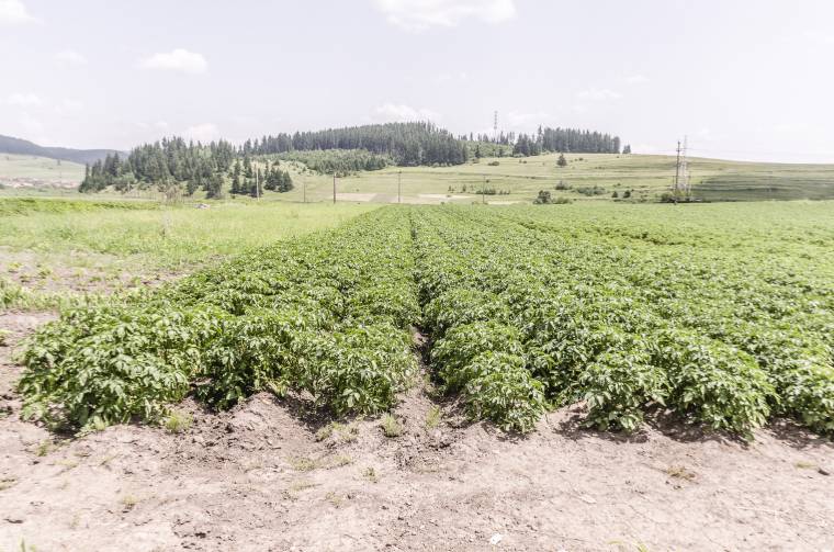 Ilyen hatása volt a szélsőséges időjárásnak a mezőgazdaságra