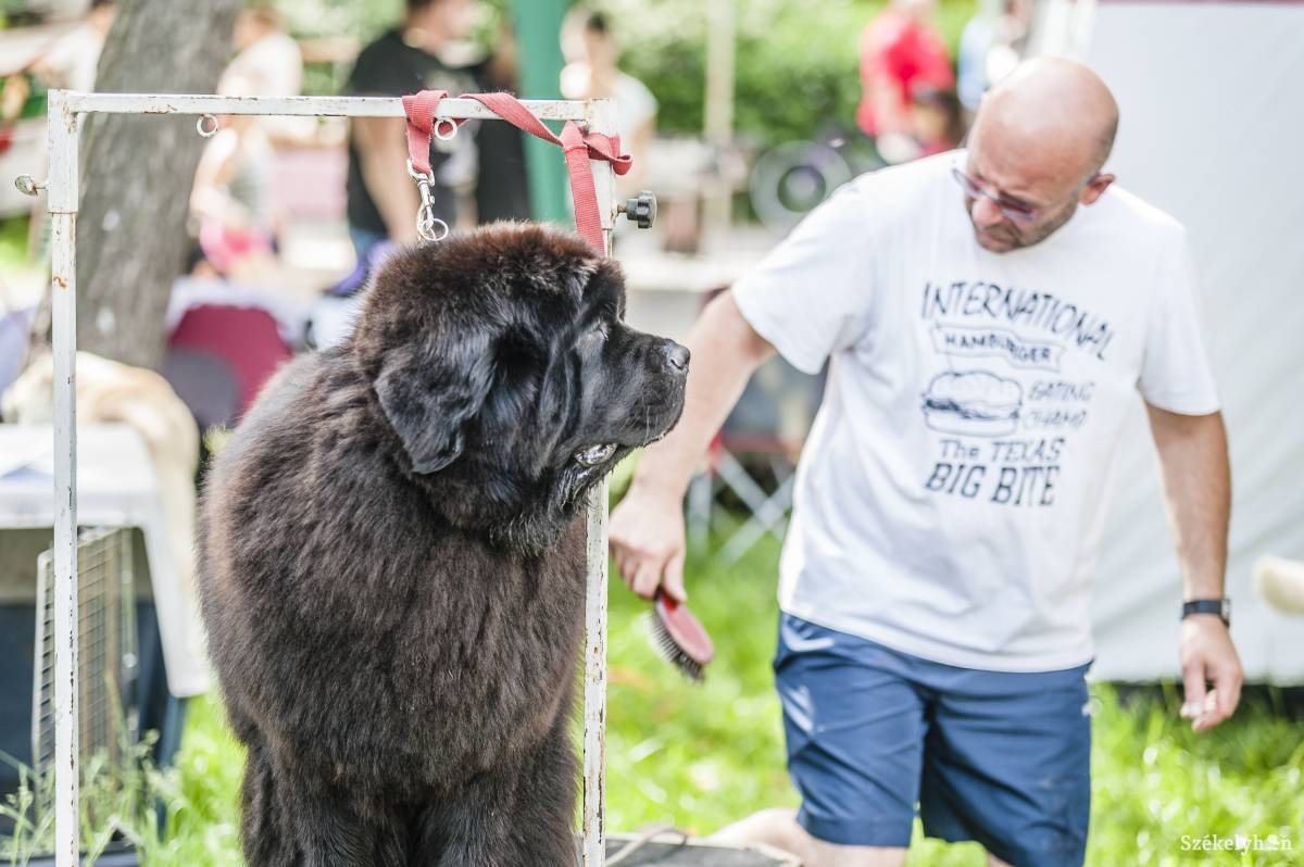 &bullet;  Fotó: Veres Nándor