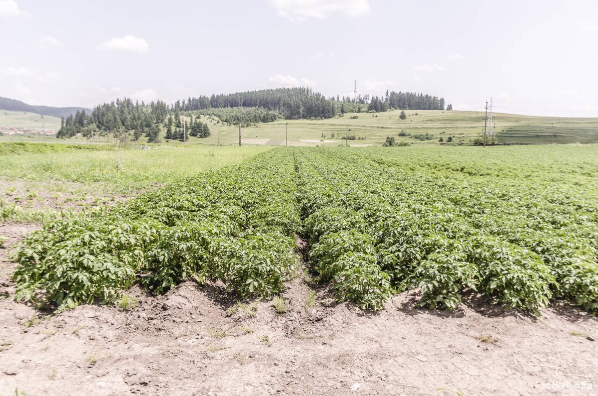 &bullet;  Fotó: Gecse Noémi