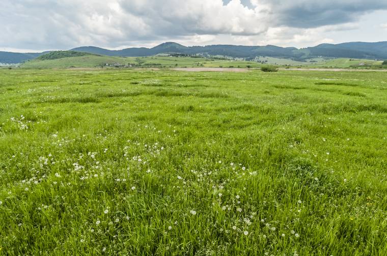 Ahol a tolvajok is kaszálnak
