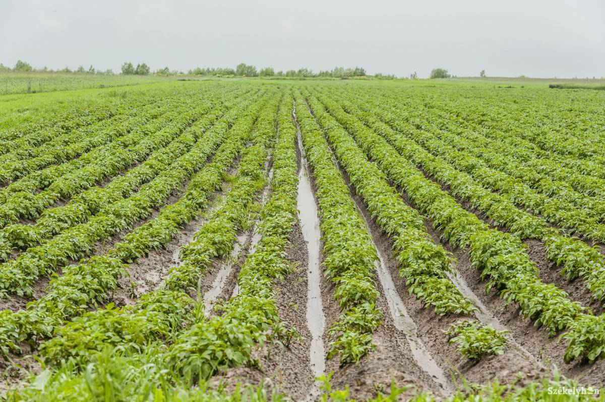 &bullet;  Fotó: Veres Nándor