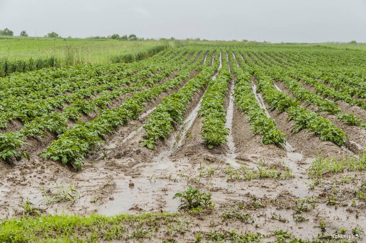 A kitartó hűvös, csapadékos időjárás miatt két-, háromhetes késésben van a vegetáció fejlődése &bullet;  Fotó: Veres Nándor
