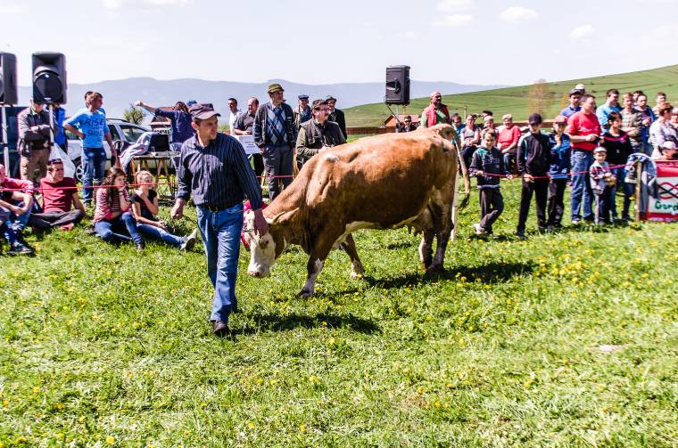 Elmaradnak a tavaszi állatmustrák Csíkszéken
