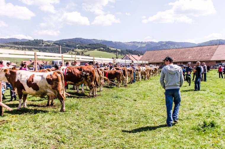 Megmutatták állataik legjavát