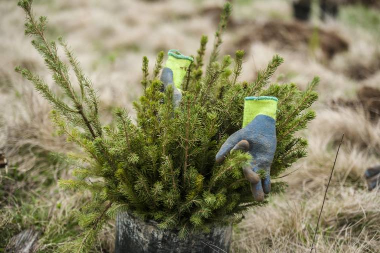 Kevesen érdeklődnek Udvarhelyen az erdősítési program iránt