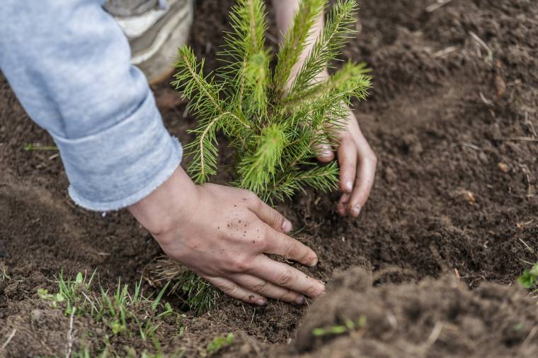 A lassú hóolvadás késlelteti a faültetéseket a Hargita megyei erdőkben