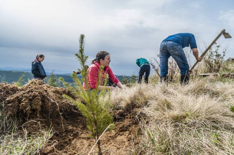 Beültetik a leégett erdőrészt a Répát-tetőn