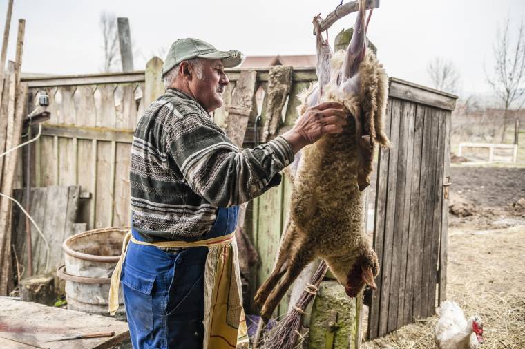 Vágáskor nem szabad sajnálni az állatot