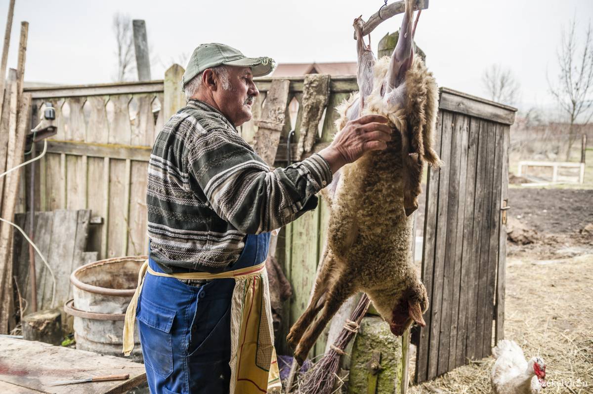 •  Fotó: Veres Nándor