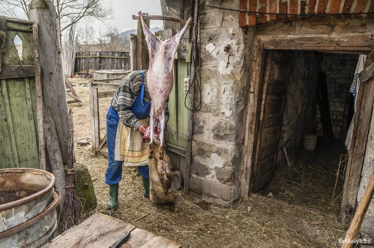 Az otthon leölt állatokat csak saját fogyasztásra lehet felhasználni. A vágóhidak létesítésével lehetőség nyílna a kereskedelemre. Archív •  Fotó: Veres Nándor