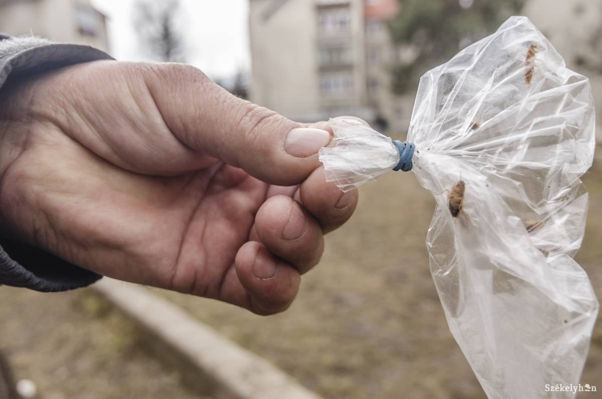 &bullet;  Fotó: Veres Nándor