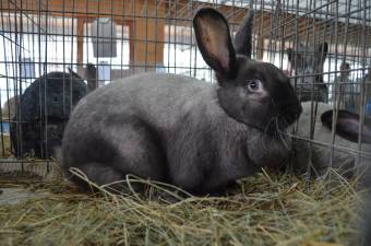 Hat év után ismét lesz kisállat-kiállítás Sepsiszentgyörgyön