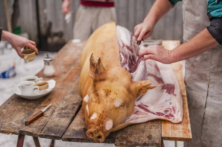 A disznóvágók, és akik szerint ide nem jön el a sertéspestis