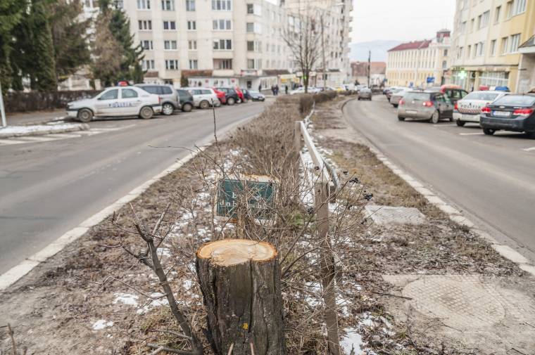 Egy teljes fasort kivágtak Csíkszeredában