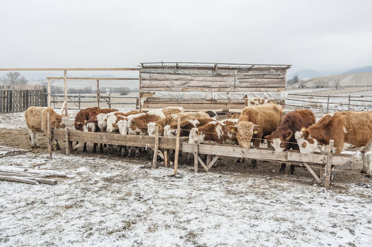 &bullet;  Fotó: Veres Nándor