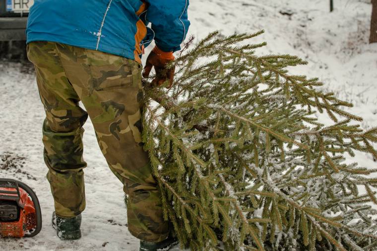 Több mint ötmillió lejre büntették az illegális fenyőfaárusokat