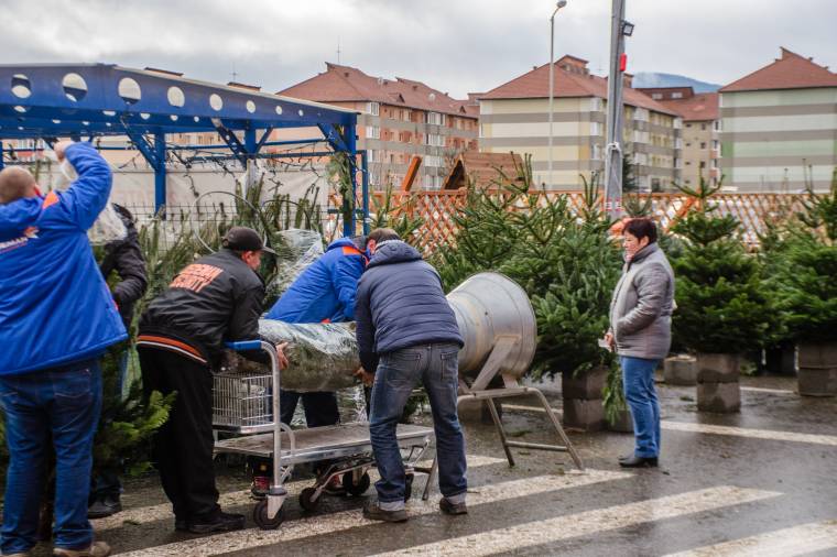 Hol vásárolhatnak karácsonyfának való fenyőt a csíkiak?