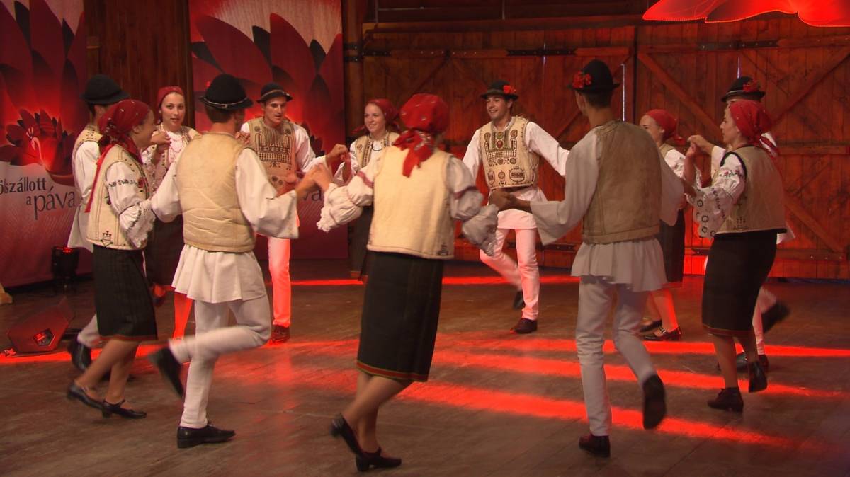 •  Fotó: Médiaklikk.hu / Fölszállott a páva