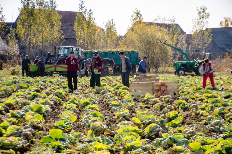 Megkétszerezett termőterülettel folytatják a káposzta „visszahonosítását”
