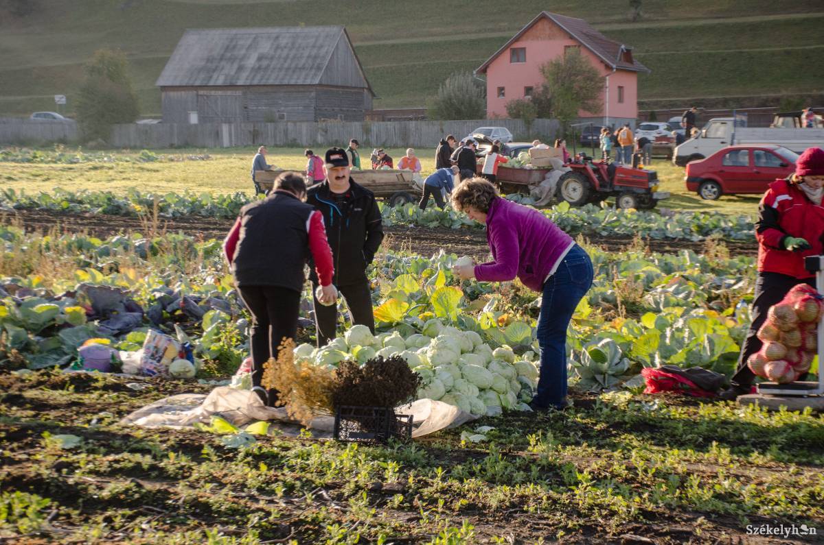 A termésért adnak hálát Szent Gál napján. Képünk illusztráció •  Fotó: Gecse Noémi