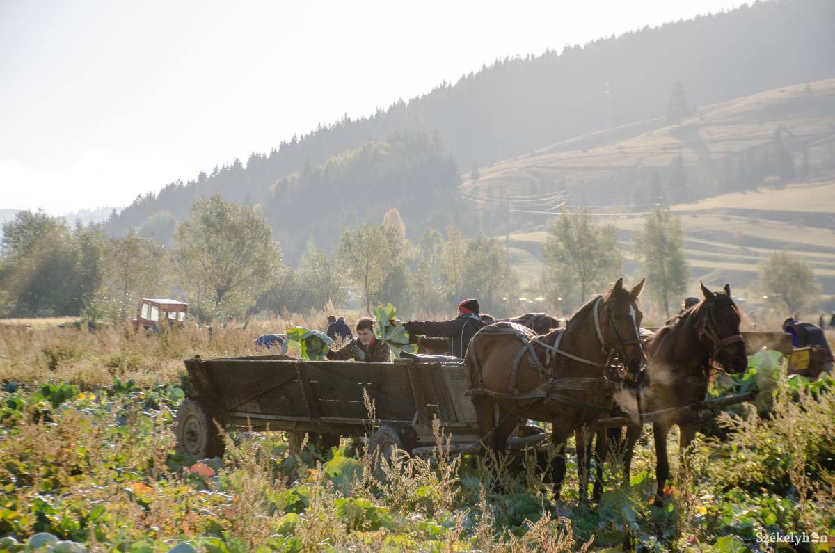 •  Fotó: Gecse Noémi