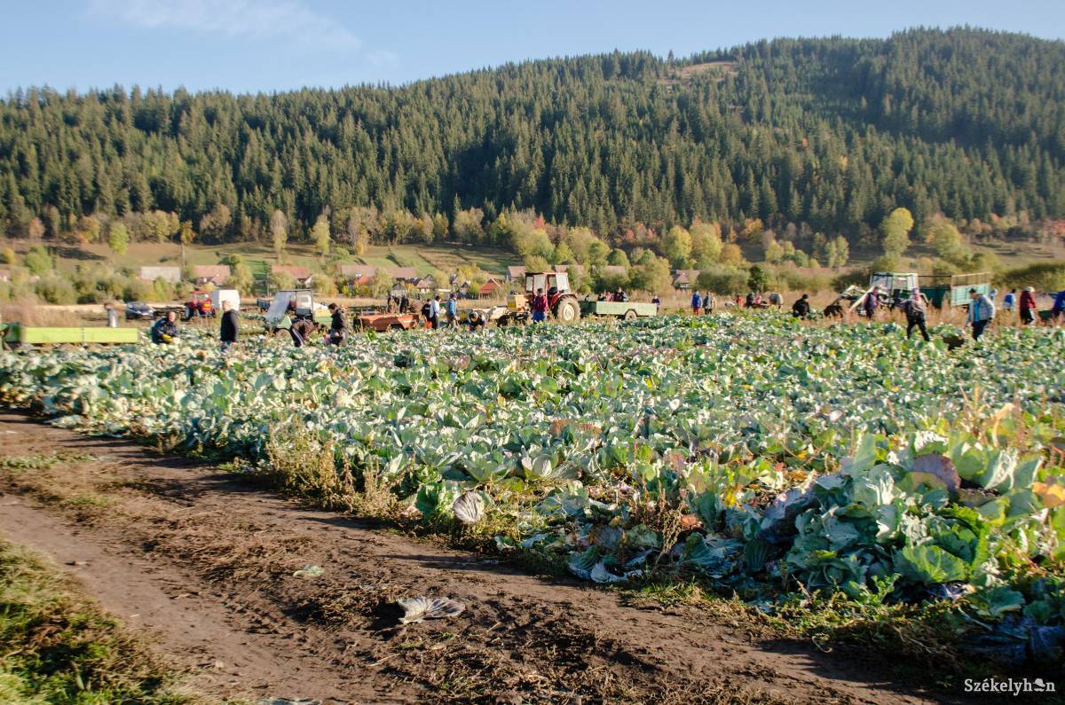 •  Fotó: Gecse Noémi