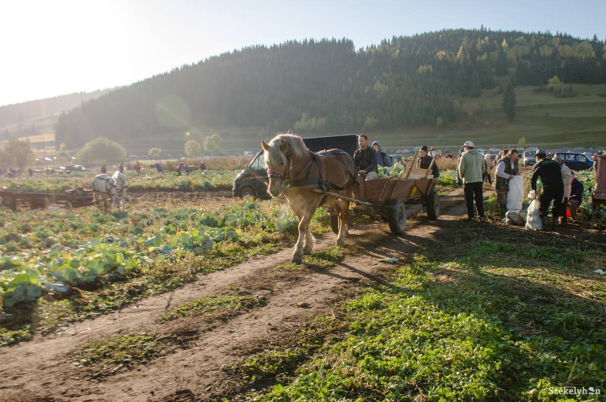 •  Fotó: Gecse Noémi