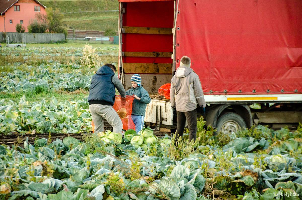 •  Fotó: Gecse Noémi