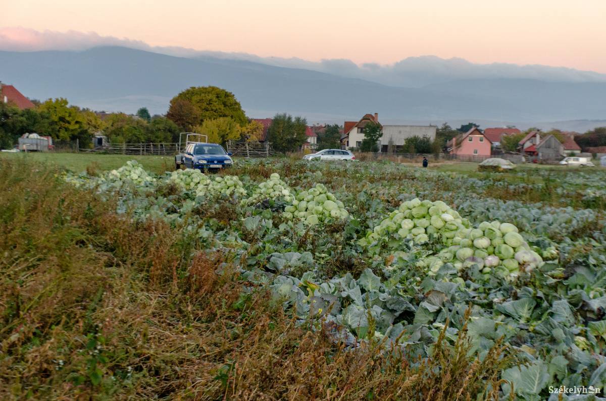 •  Fotó: Gecse Noémi