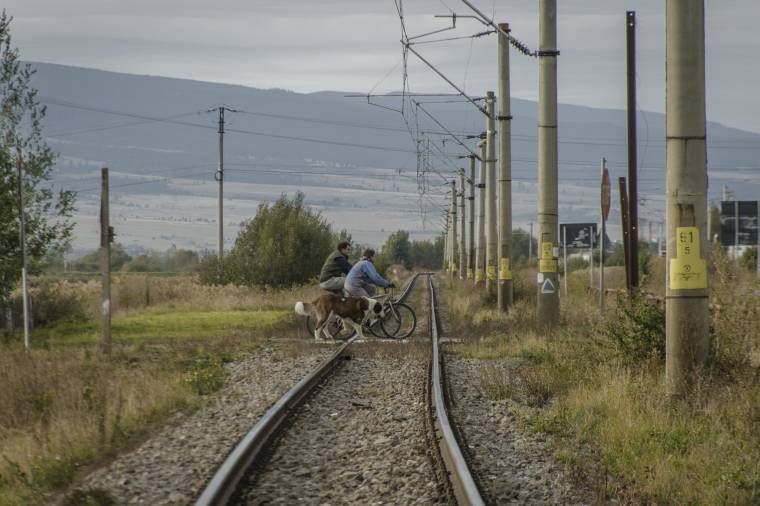 Sínre dőlt fa miatt áll a vasúti forgalom Alcsíkon