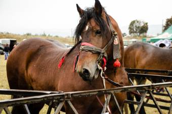 Több mint 11 ezer lej bírságot szabtak ki állatvédelmi szabálysértések miatt Etéden