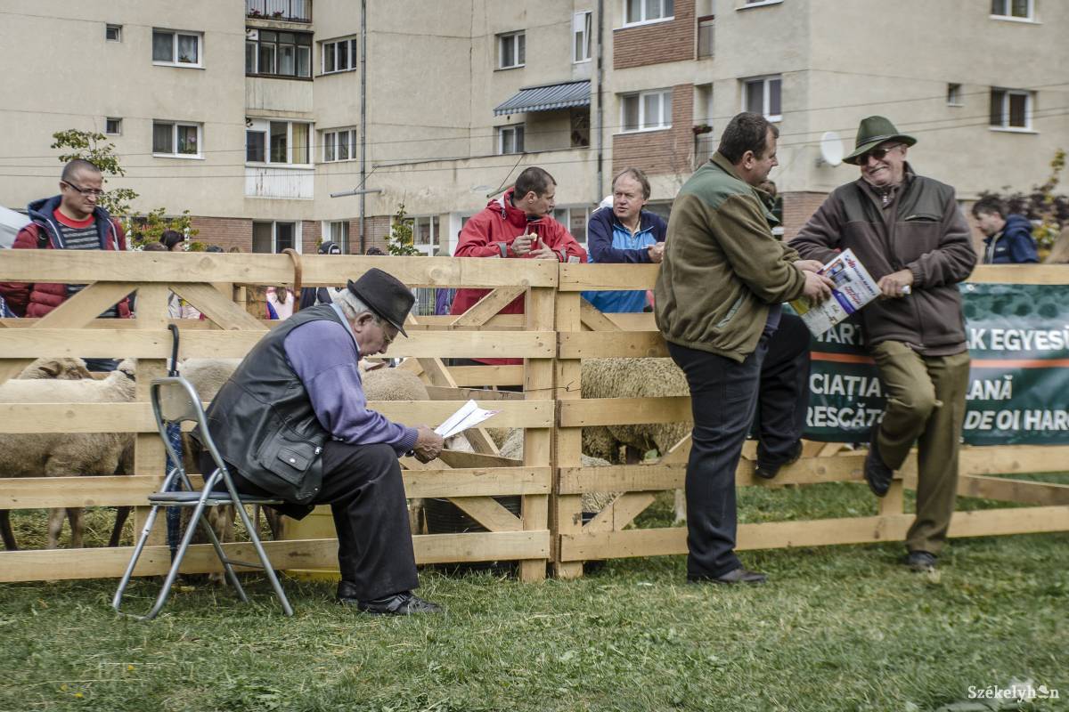 •  Fotó: Pinti Attila