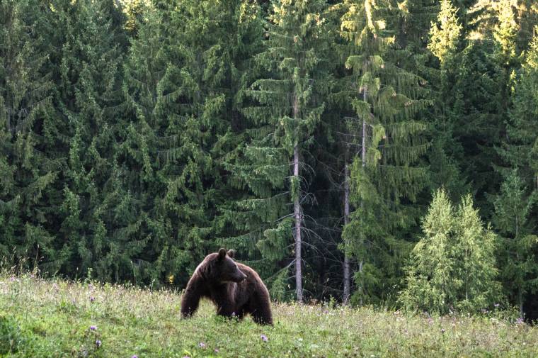 Temetőben járt a medve – a miniszternek is tudnia kell róla