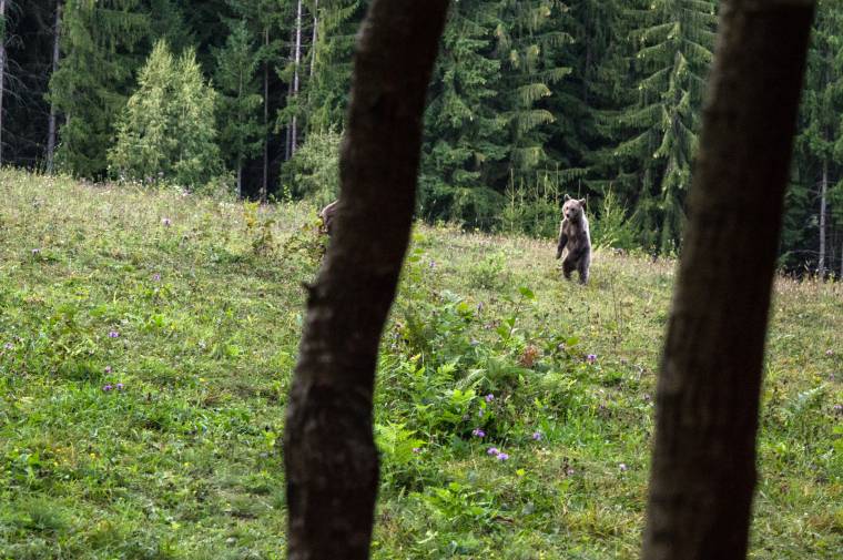 Gavrilescu: kilövik a Fogarason emberekre támadó medvét