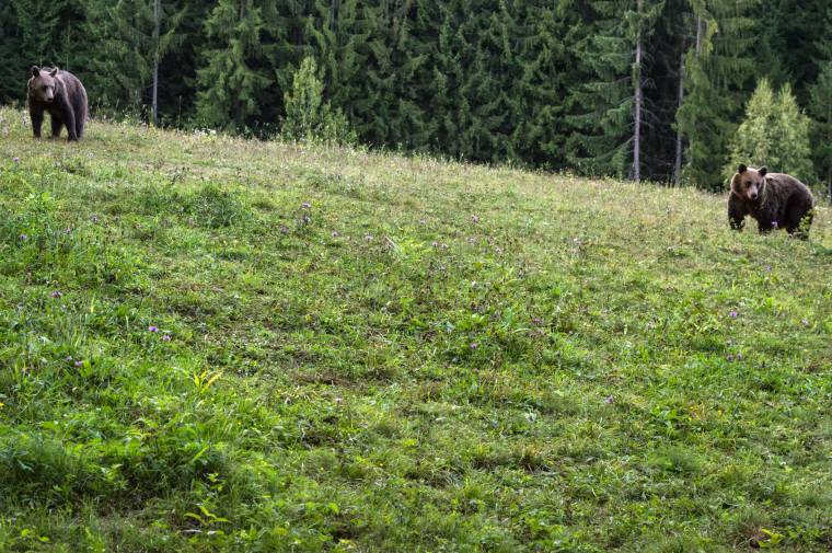 Visszaszorítaná a túlszaporodást a medvepopuláció megőrzésére kidolgozott tervezet