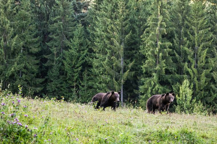 Már a háromszéki prefektusnak is nagyon elege van a medvékből
